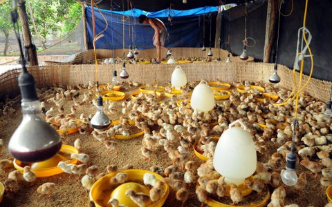 Ngỡ ngàng với đề nghị nhập gà Trung Quốc