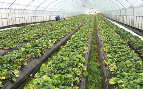 Cô dâu Việt vượt sóng gió đất Hàn