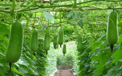 Bí đao - đồng minh của eo thon