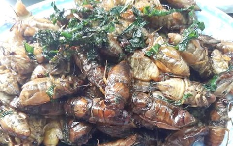 Đầu hè “săn” nhộng ve sầu