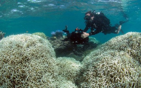 Hơn 1/3 rạn san hô Great Barrier của Australia bị phá hủy