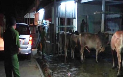 Bắt quả tang cơ sở giết mổ bơm nước vào bò