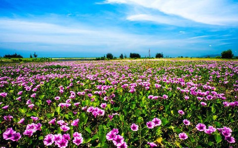 Mùa hoa rau muống biển