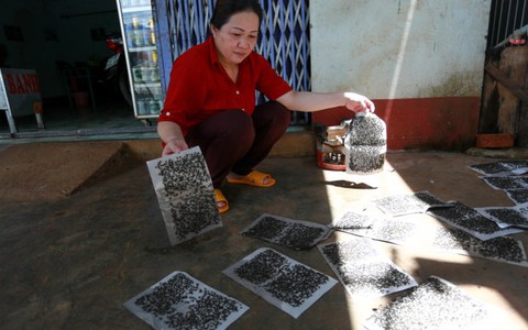 Ruồi “tấn công” hơn 300 hộ dân