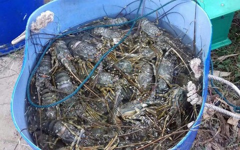 Phú Yên thiệt hại
9,1 tỉ đồng
vì thủy triều đỏ