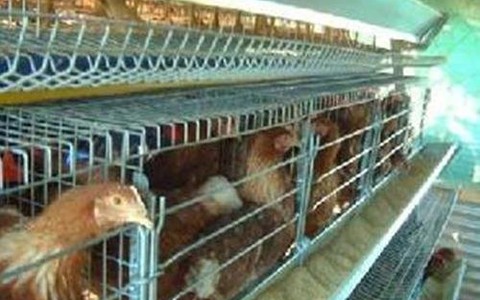 Không cấp phép chuồng gà vì ảnh hưởng...
giao thông đường thủy