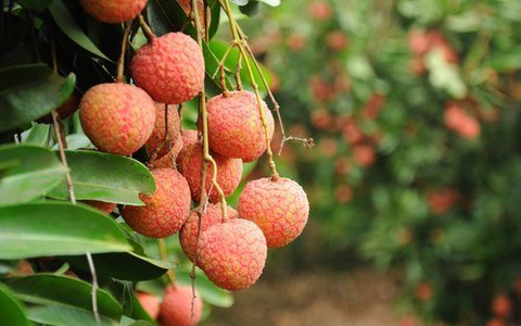 Vải xuất sang Australia được chiếu xạ tại Hà Nội