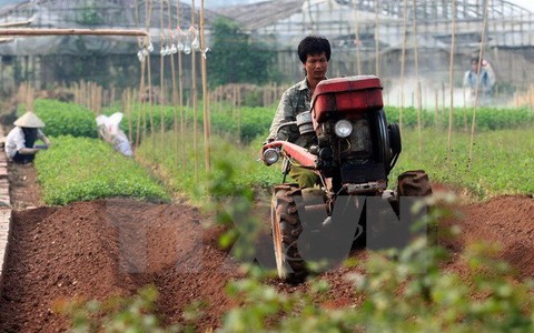 Hoa Tây Tựu chết héo vì nắng mưa thất thường