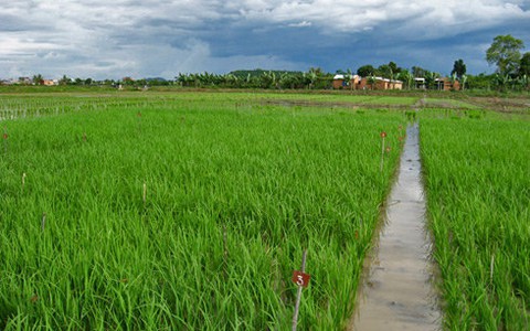 Nhiều giống nông sản mới