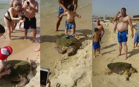 Rùa quý nguy kịch sau khi bị "đè đầu, cưỡi cổ" chụp ảnh