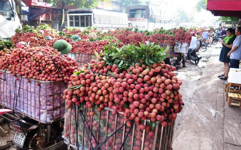 Xuất khẩu vải thiều sang Trung Quốc đạt 42 triệu USD
