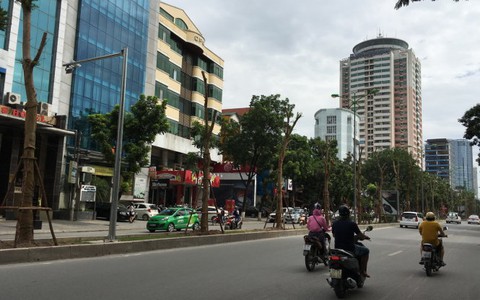 Hà Nội trồng nhiều phượng: Công ty cây xanh nói "không ngại"