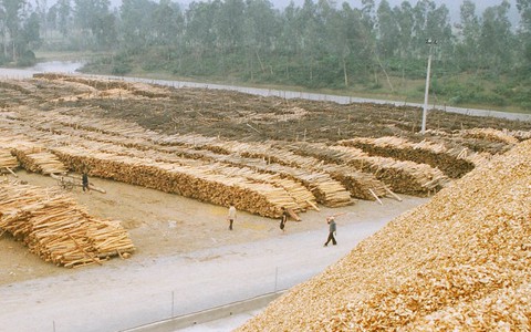 Xuất khẩu dăm gỗ còn nhiều thách thức