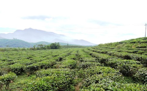 Khám phá đồi chè Đông Giang