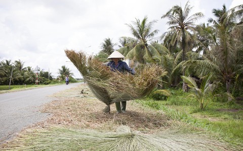 Mùa thu hoạch lác hè ở Càng Long