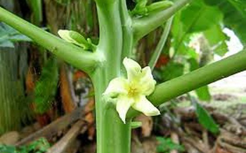 Hoa đu đủ đực, thức ăn nên thuốc
