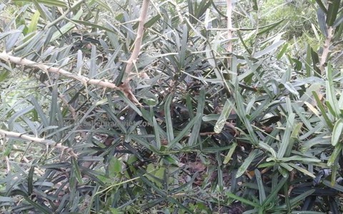 ​Dược liệu Xáo Tam Phân được cung cấp miễn phí