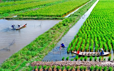 Thích ứng biến đổi khí hậu: Hoàn thiện mô hình sản xuất tôm - lúa