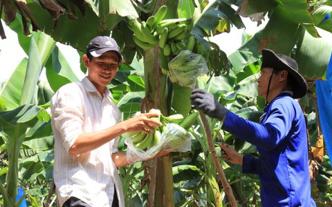 Sự thỏa mãn của các “tá điền”