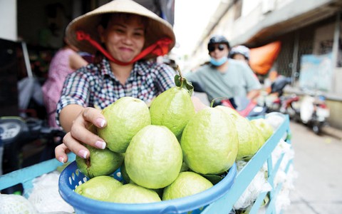 Khám phá trái ổi