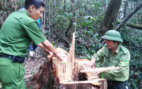 Đã bắt một số nghi phạm phá rừng pơ mu ở Quảng Nam