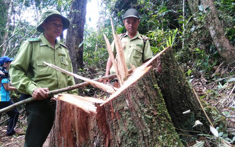 Thêm 3 nghi can vụ phá rừng pơ mu ra đầu thú