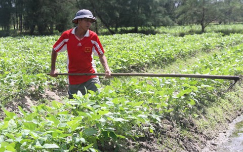 Cá chết miền Trung: Lo sinh kế bền vững cho ngư dân