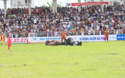 Trâu chọi Đồ Sơn nằm gục khi vừa xung trận
