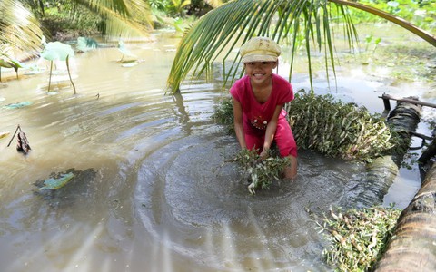 Nhịp đời qua ống kính: Nhặt rau phụ mẹ