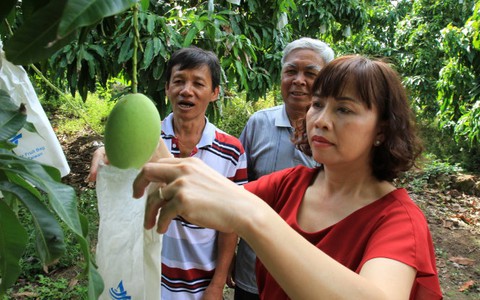 Trồng xoài... qua mạng