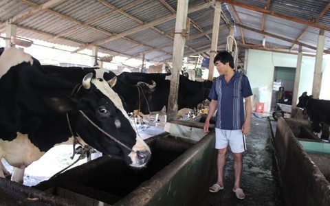Bán hết bò vẫn chưa đòi
được tiền bán sữa