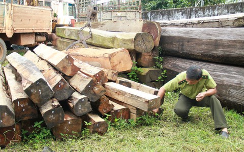 Mật phục bắt giữ hai xe gỗ "khủng" ở Đắk Lắk