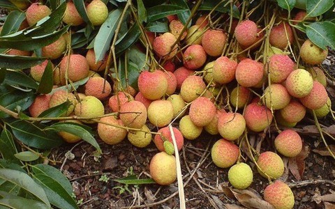 Những bí mật của quả vải