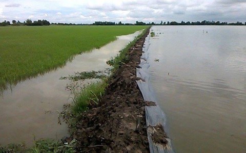 Lũ dâng cao đe dọa hàng chục ngàn ha lúa vùng Tháp Mười