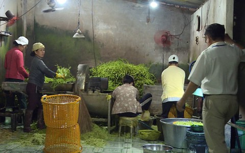 Phạt cơ sở dùng hóa chất ngâm rau muống gần 40 triệu đồng
