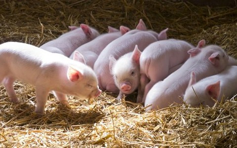 Những điều cần biết về bệnh liên cầu lợn