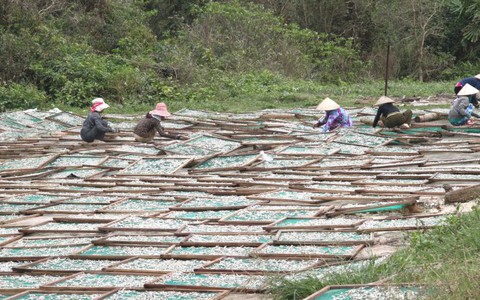 Nước mắm lo thiếu cá cơm
