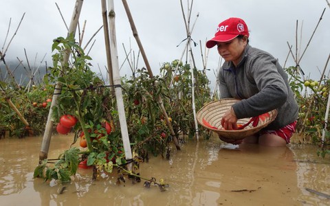 Mưa lũ đổ xuống,
rau xanh tăng giá