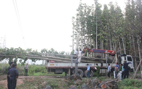 Điều tra bổ sung vụ cẩu cây dầu làm cúp điện toàn miền nam