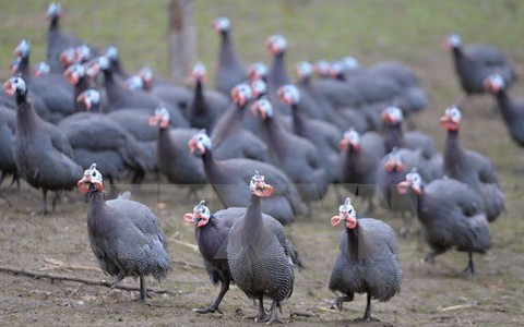 Bùng phát dịch cúm gia cầm H5N8 tại nhiều nước châu Âu