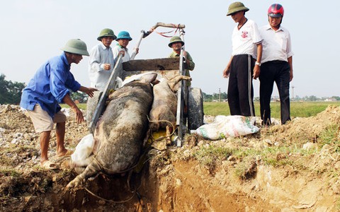 Hà Tĩnh tiêu hủy hơn 1.100 con heo tai xanh