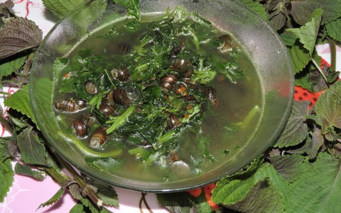 Ấm nồng canh ốc tía tô