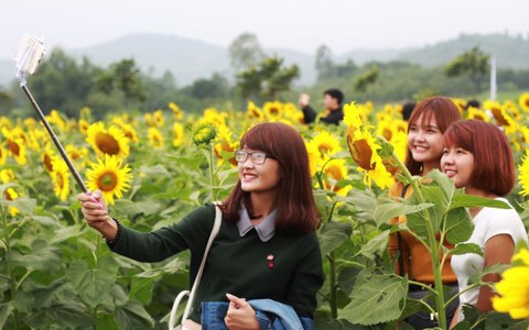 ​Ngày hội hoa hướng dương lớn nhất Việt Nam tại Nghệ An