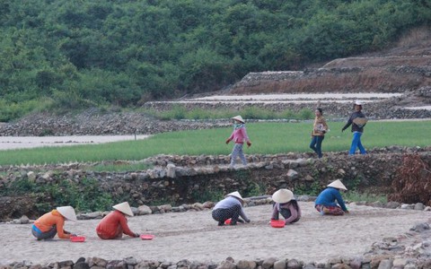 Thanh niên về quê trồng tỏi mơ làm tỉ phú