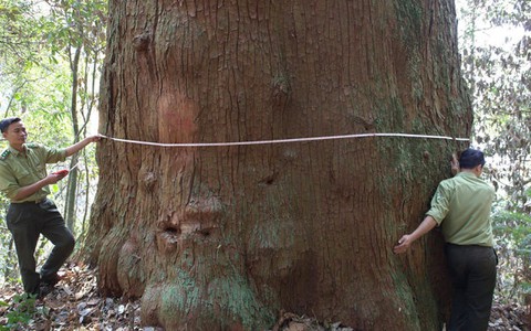 56 cây samu dầu Nghệ An là cây di sản Việt Nam
