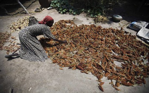 ​FAO: 39 quốc gia đối mặt thiếu lương thực trầm trọng