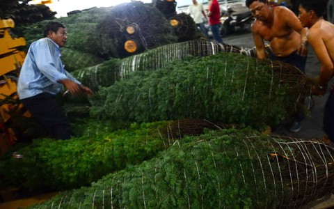 Audio 11-12: Chơi Noel, nhập thông thật từ Mỹ