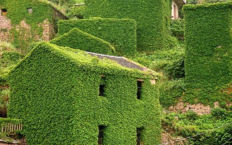 Cây cỏ phủ kín một 'thị trấn ma'