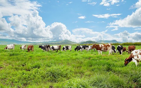 VN sản xuất sữa tươi organic
