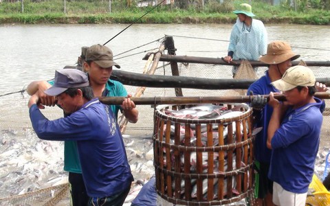 Nông dân lại gặp khó với cá tra